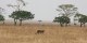 Tanzanie - 2010-09 - 174 - Serengeti - Guepard